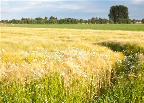 imgi_7_vakantiewoning-zingem2